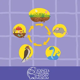 Early Explorers: The Food Web