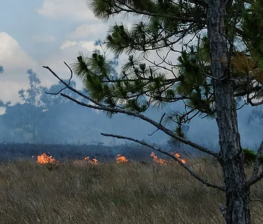 Prescribed Burn Presentation
