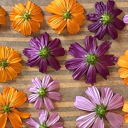 Introduction to Natural Dyeing (6-part series) with Kelly Lane