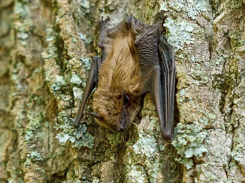 Bats and Your Backyard Habitat