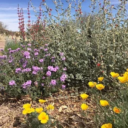 Herb Walk