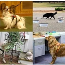 AKC Scentworks – Oct. 17th