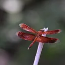 Bug Buddies: Dragonflies & Damselflie