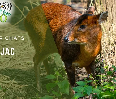 Muntjac Chat