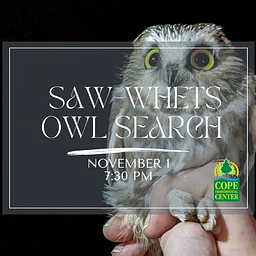 Saw-whet Owl Search
