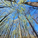 Beneath the Canopy: Mushrooms, Trees & Forest Connections