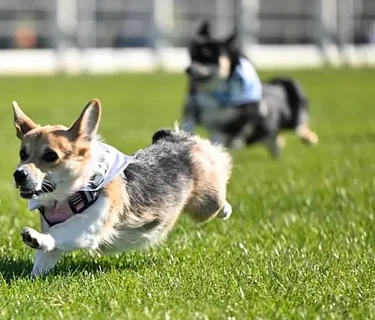 The Corgi Cup at Bohemia