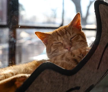 CattyShack Lounge Reservations