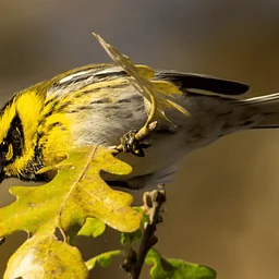 Intermediate and Beginning Birding Workshop & Guided Walk