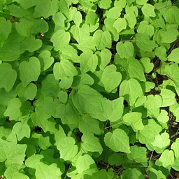 “Phenology Friday” Plant Walks