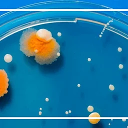 Petri Dish – How biology affects our lives and what it means for our future