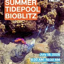 Summer Tidepool Bioblitz