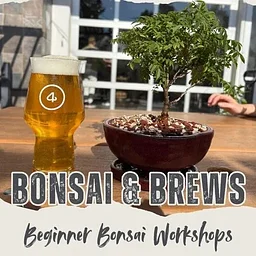 Bonsai and Brews
