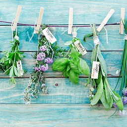 Harvesting and Preserving Herbs with Master Gardener Kasha Grisley