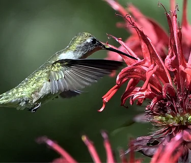 Weekend Bird Walk with In Color Birding