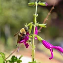 July Friends First Friday Pollinators