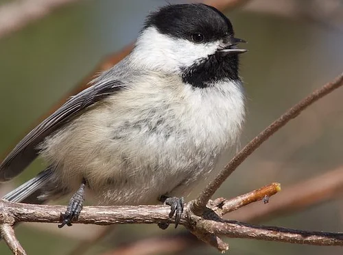 Birding in Peace: Late-Risers Edition (Members Only)