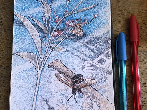 Field Sketching with Color