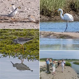 Red River Beach Birding Field Class