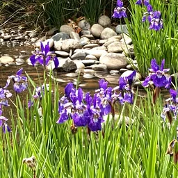 Gresham Japanese Garden