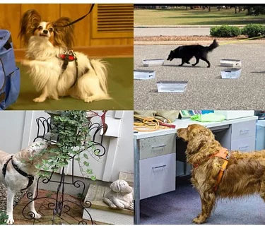 AKC Scentworks – Oct. 17th