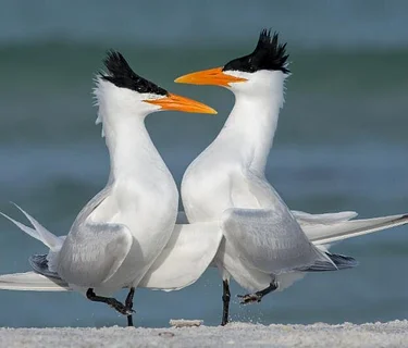Crandon Park Birding