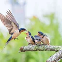 Birds Beyond Identification (Marshfield)