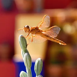 Dragonflies and Damselflies