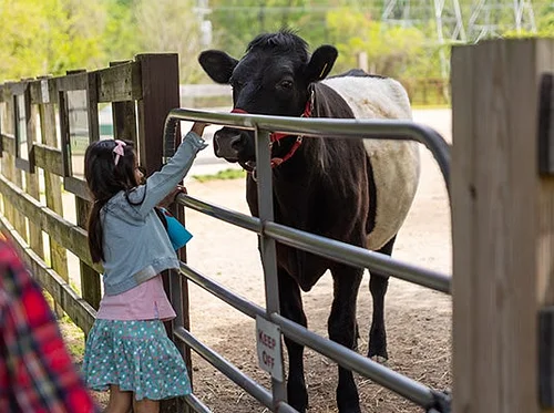 Homeschool Animal Science: Cow Health Care