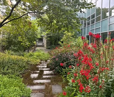 Virtual Lunchtime Tour: Sun, Shade, and Summer Leaves