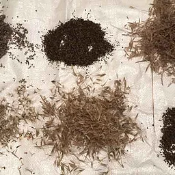 Native seed collection workshop – Missoula