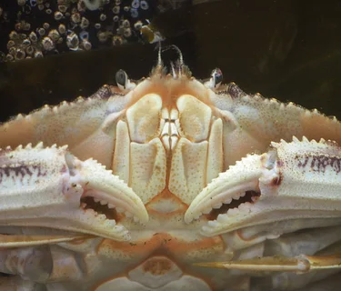 Lecture – Dungeness Crab in the Salish Sea: The Power of Collaborative Research