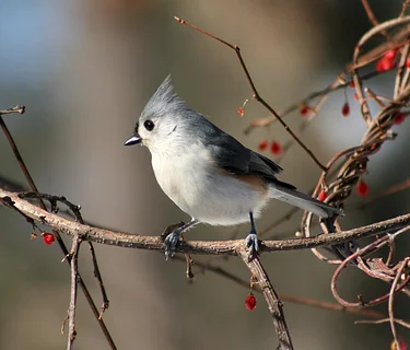 Start of Spring Bird Walk