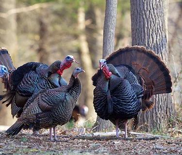 Partner Event: Introduction to Turkey Hunting