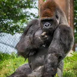 Gorilla Program