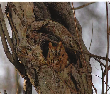 Bird Walk Along the Wissahickon (Part 4) with Troy Bynum
