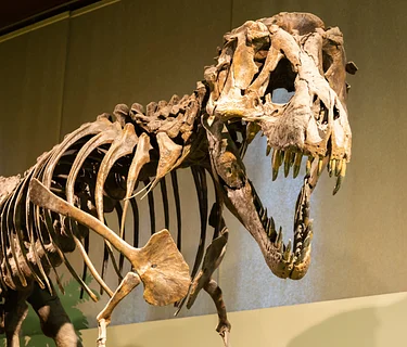 🦖Dino Day🦖