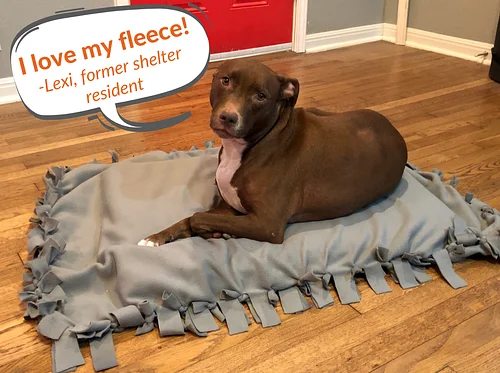 Community Volunteering: Make Dog Toys with APA!