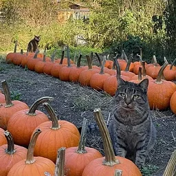 Farm Story & Craft: Pumpkins