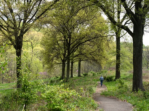 Virtual Public Info Session: Restoring Churchill Valley Greenway