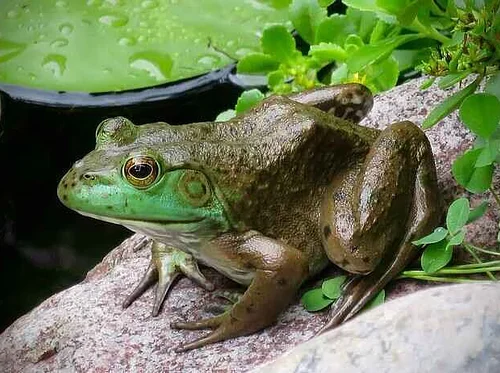 Sustainability at Home: Small Ponds + Backyard Water Gardens