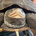 Diamondback Terrapin Monitoring Workshop