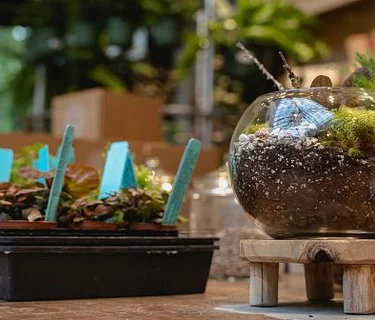 Rainforest Terrariums: Build Your Own
