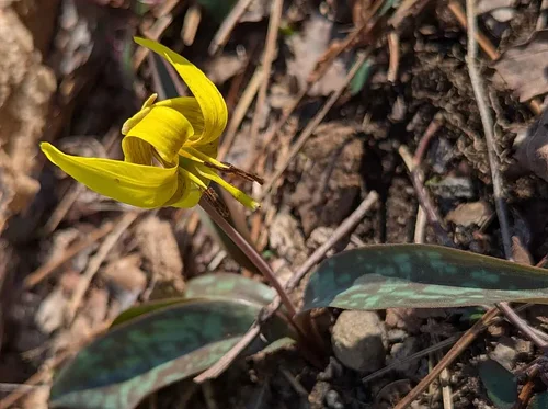 April Virtual Volunteer Meetup