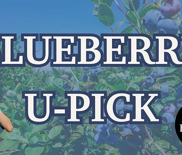 Blueberry U-Pick