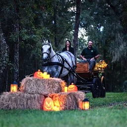 Halloween Carriage Rides