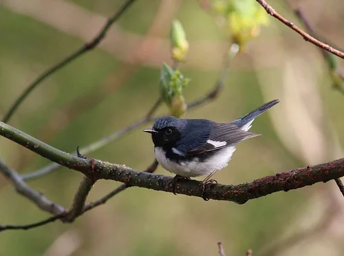 Destination Birding with a Scone: Bridle Trail (Hingham)