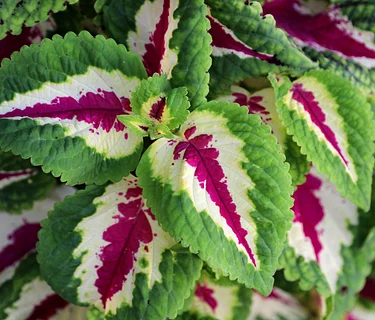 Frederick Plant Swap