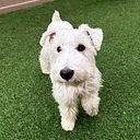 Schnauzer Meet Up
