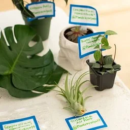 Austin Pond Society – September Plant Swap & Ice Cream Social